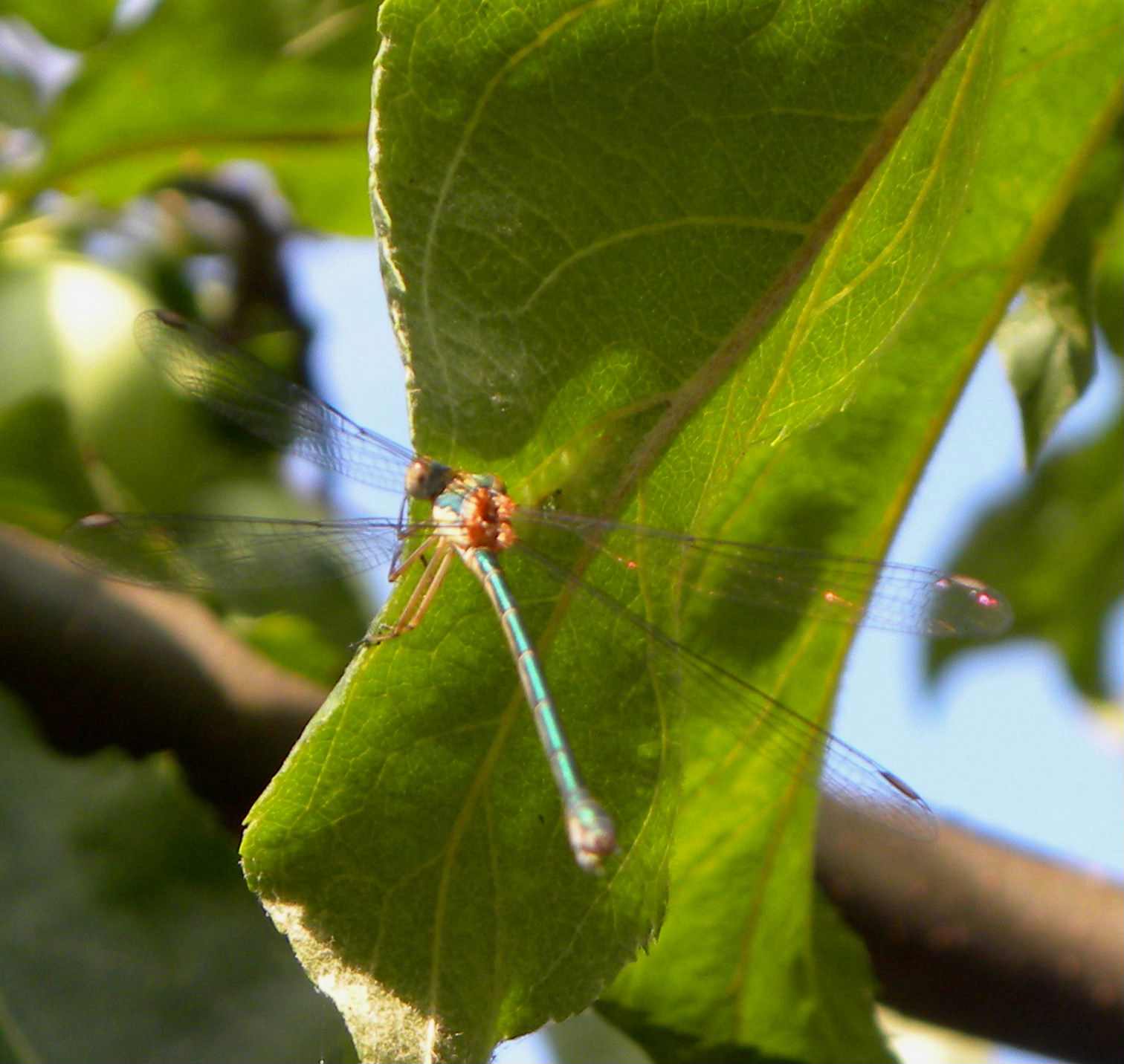 Chalcolestes cfr. viridis